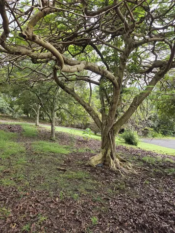 78-6686 1 Road Holualoa HI 96725