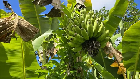 14-3404 Hawaii Road Pahoa HI 96778