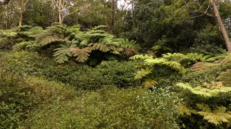 75-1305 Keopu Mauka Drive Holualoa HI 96725