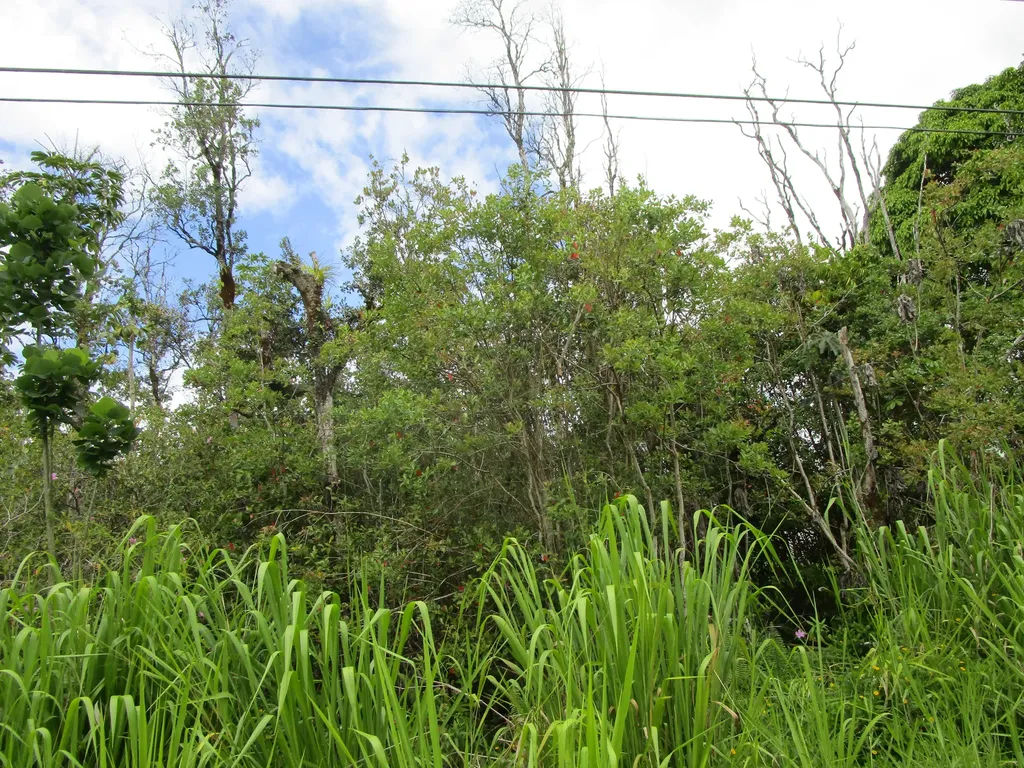 31st Avenue Keaau HI 96749