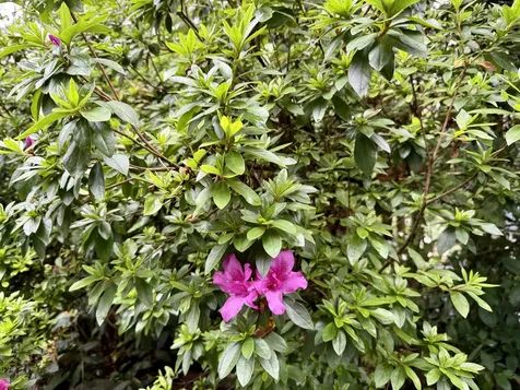 11-3885 6th Street Volcano HI 96785