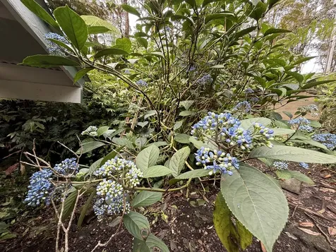 11-3885 6th Street Volcano HI 96785