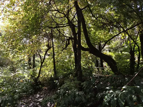 11-3885 6th Street Volcano HI 96785