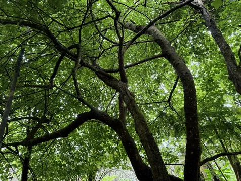 11-3885 6th Street Volcano HI 96785