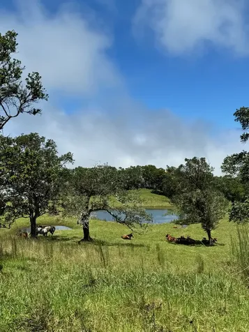 42-1467 Kalapahapuu Road Paauilo HI 96776