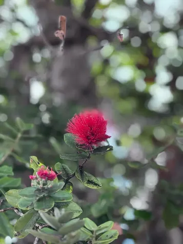 42-1467 Kalapahapuu Road Paauilo HI 96776