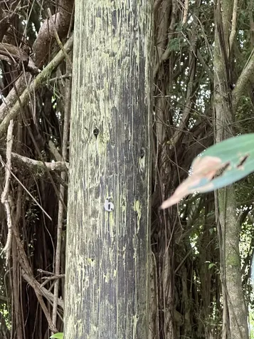 16-909 Kea Road Mountain View HI 96771