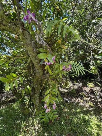 1088 Apono Place Hilo HI 96720