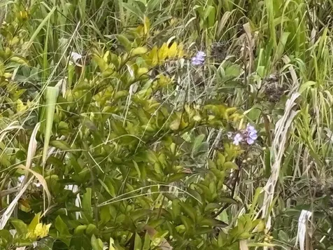 Palikekua Street Honokaa HI 96727