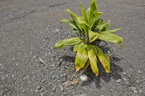 1162 Kaumana Drive Hilo HI 96720