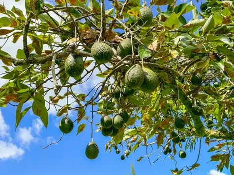 956 Kaumana Drive Hilo HI 96720