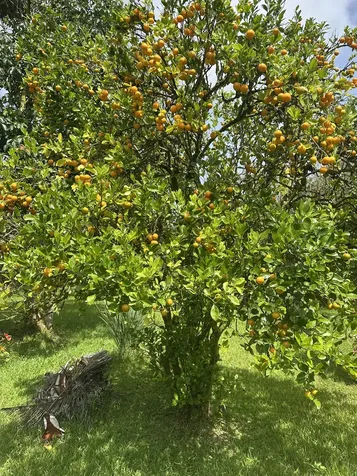 13-3316 Kupono Street Pahoa HI 96778