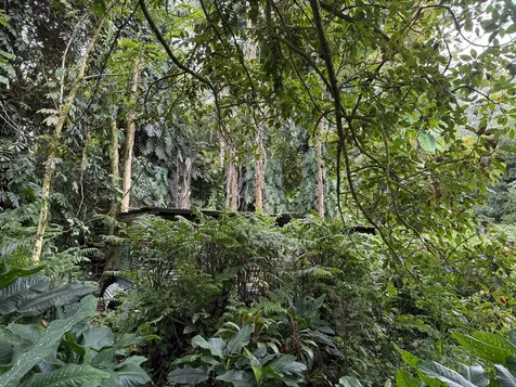 14-3334 Donnybrook Lane Pahoa HI 96778