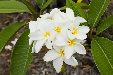 92-1663 Keaka Parkway Ocean View HI 96737