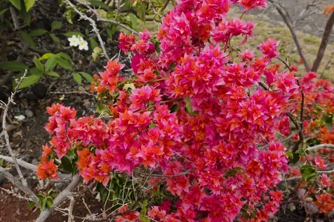 92-1663 Keaka Parkway Ocean View HI 96737