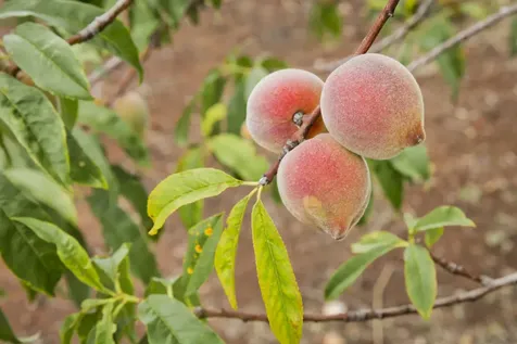 92-1663 Keaka Parkway Ocean View HI 96737