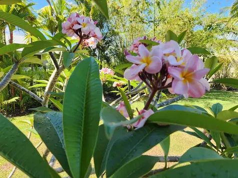 15-974 Lemiwai Road Keaau HI 96749