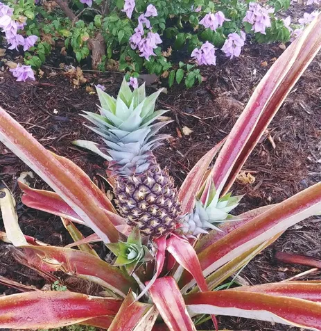 92-745 Kona Gardens Road Ocean View HI 96737