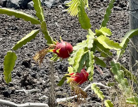 92-745 Kona Gardens Road Ocean View HI 96737