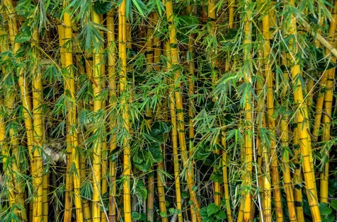 29-3818 Hawaii Belt Road Hakalau HI 96710