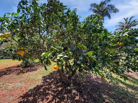 55-1096 Kaauhuhu Homestead Road Hawi HI 96755