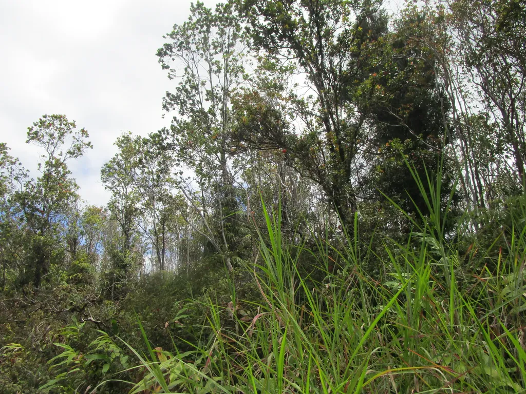 9th Avenue (KALAUNU) Keaau HI 96749