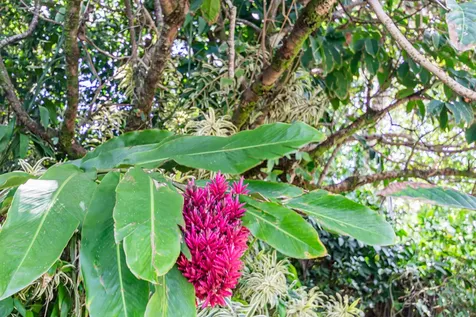 16 Haaheo Road Hilo HI 96720