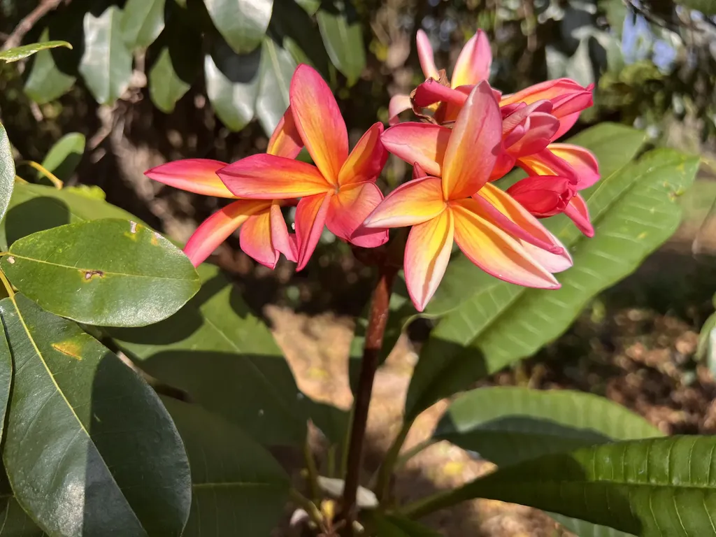 Kukuau Street Hilo HI 96720