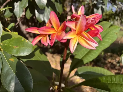 Kukuau Street Hilo HI 96720