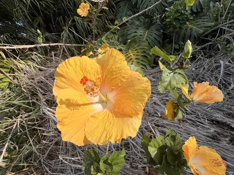 Kukuau Street Hilo HI 96720