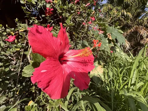 Kukuau Street Hilo HI 96720