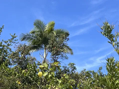 Kukuau Street Hilo HI 96720