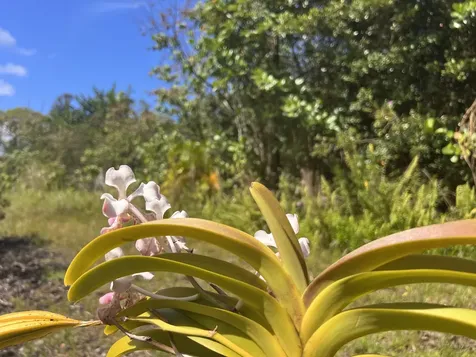 Kukuau Street Hilo HI 96720