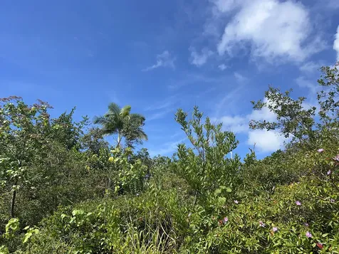 Kukuau Street Hilo HI 96720