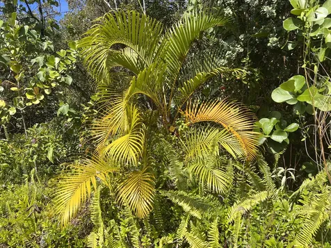 Kukuau Street Hilo HI 96720