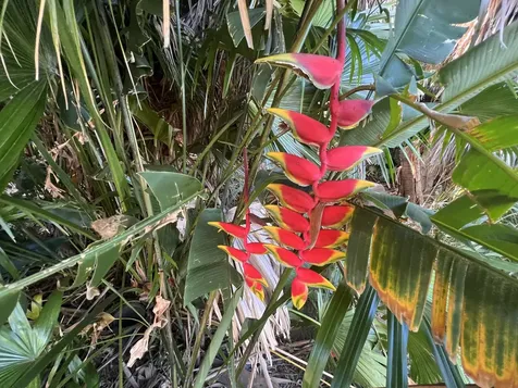 Kukuau Street Hilo HI 96720