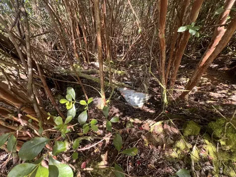 Kukuau Street Hilo HI 96720