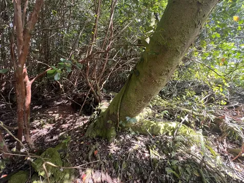 Kukuau Street Hilo HI 96720