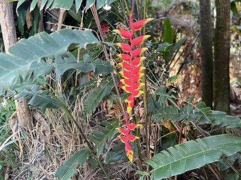 Kukuau Street Hilo HI 96720