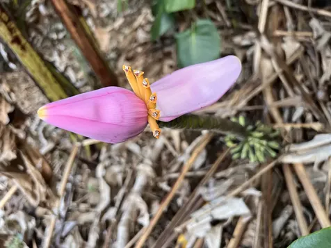 Kukuau Street Hilo HI 96720