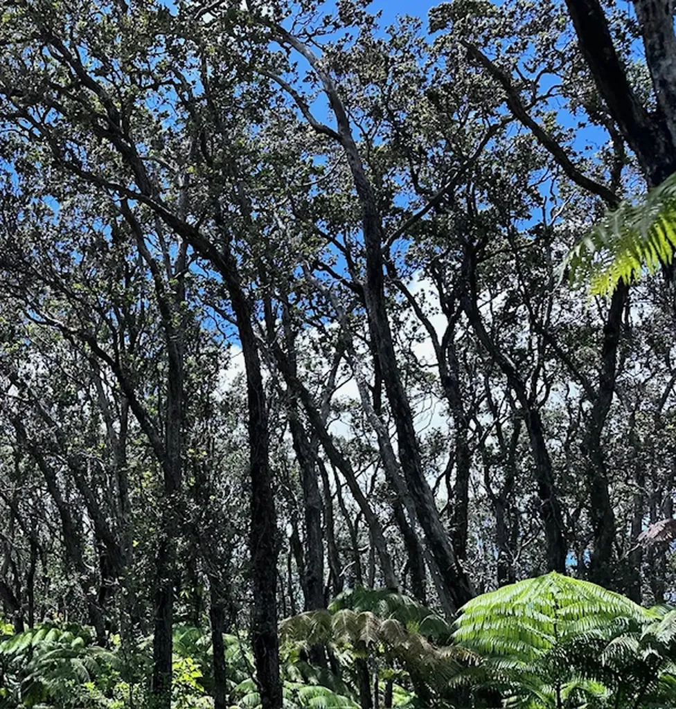 16-1573 Ao Road Mountain View HI 96760