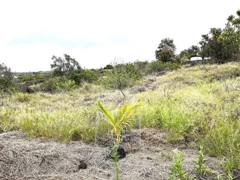 88-1484 Awapuhi Place Captain Cook HI 96704