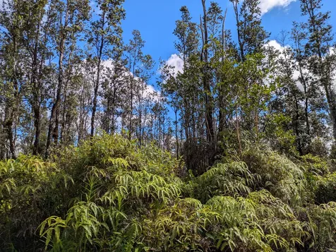 3954 Road 5 (UAU) Mountain View HI 96760