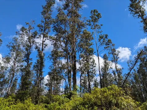 3954 Road 5 (UAU) Mountain View HI 96760