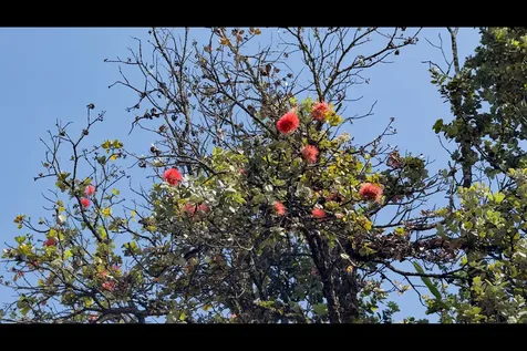 Uhini Ana Road Mountain View HI 96760