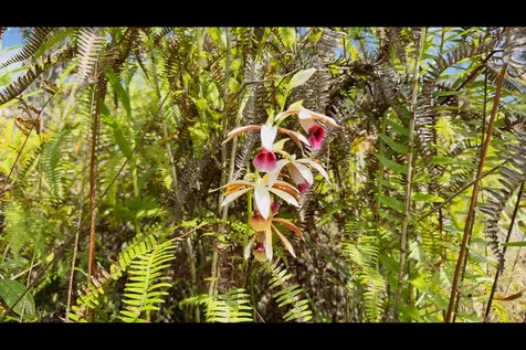 Uhini Ana Road Mountain View HI 96760