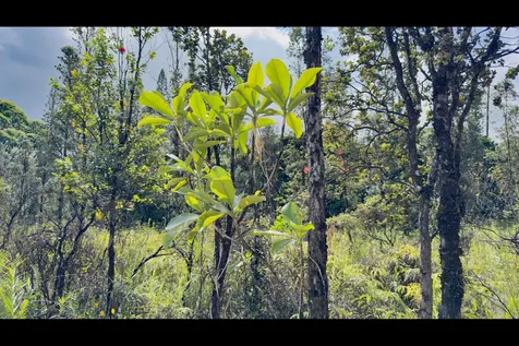 Uhini Ana Road Mountain View HI 96760