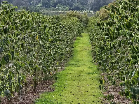 Captain Cook HI 96704