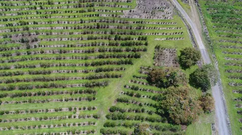 Captain Cook HI 96704