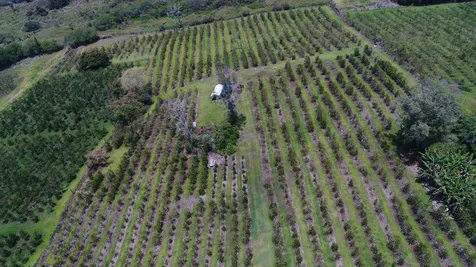 Captain Cook HI 96704